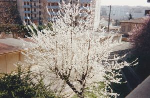 Cerisier en fleurs Cerisier en fleurs