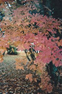 Automne Automne