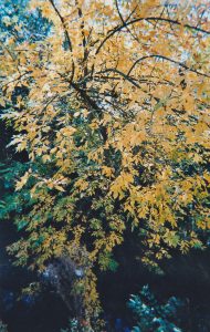 Automne (2) Automne (2)